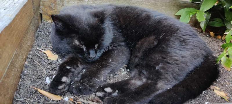 treacle_in_old_planter_1_800.jpg